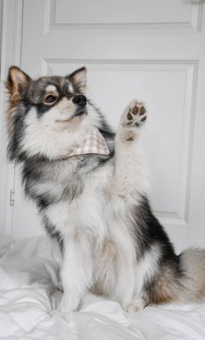 Genç bir Fin Lapphund köpeğinin portresi. Kapalı mekanda 