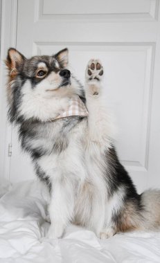 Genç bir Fin Lapphund köpeğinin portresi. Kapalı mekanda 