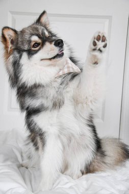 Genç bir Fin Lapphund köpeğinin portresi. Kapalı mekanda 