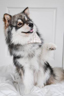 Genç bir Fin Lapphund köpeğinin portresi. Kapalı mekanda 