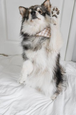 Genç bir Fin Lapphund köpeğinin portresi. Kapalı mekanda 