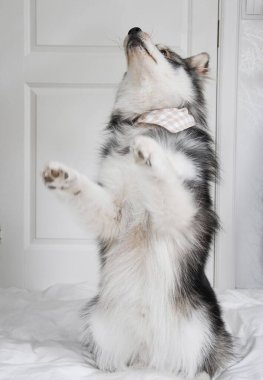 Genç bir Fin Lapphund köpeğinin portresi. Kapalı mekanda 