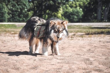 Genç bir Fin Lapphund köpeğinin açık havada sırt çantalı portresi.