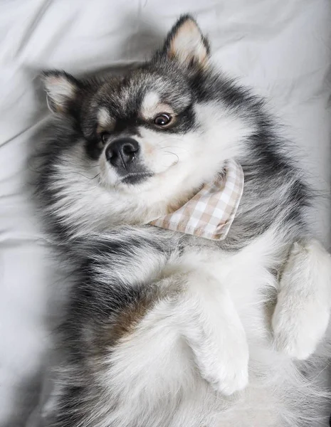 Retrato Joven Perro Lapphund Finlandés Acostado Espalda —  Fotos de Stock