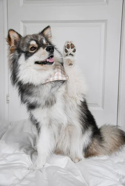 Portrait Young Finnish Lapphund Dog Indoors Doing Trick Called Wave — Fotografia de Stock