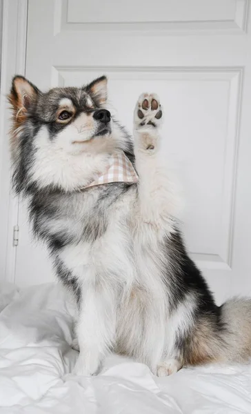 Portrait Young Finnish Lapphund Dog Indoors Doing Trick Called Wave — Fotografia de Stock