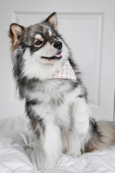 Portrait Young Finnish Lapphund Dog Indoors Doing Trick Called Wave — Stock Fotó