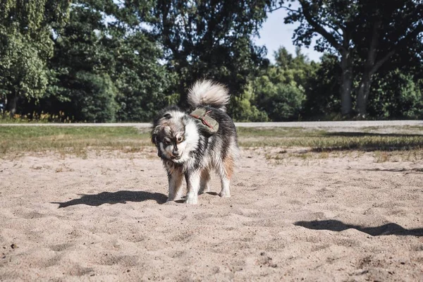 Retrato Jovem Cão Lapphund Finlandês Livre Natureza Com Mochila — Fotografia de Stock