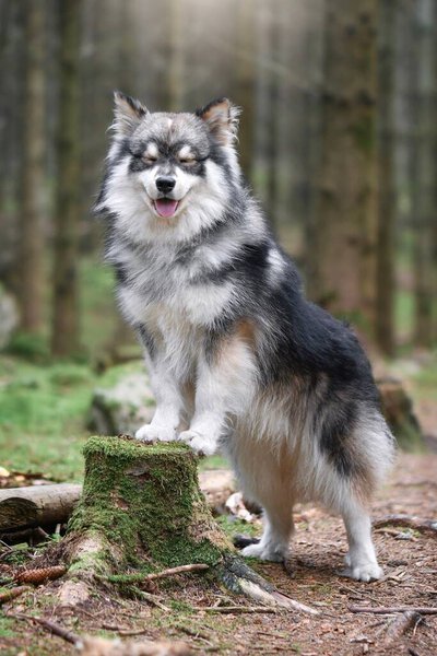 Portrait of a young Finnish Lapphund dog outdoors in nature