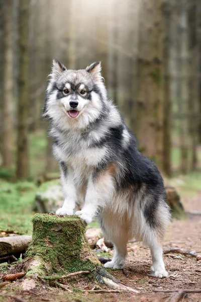 自然の中で屋外で若いフィンランドのラップランド犬の肖像画 — ストック写真