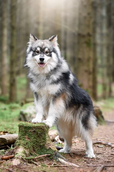 Portré Egy Fiatal Finn Lapphund Kutya Természetben — Stock Fotó