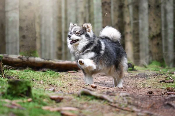 自然の中で屋外で若いフィンランドのラップランド犬の肖像画 — ストック写真