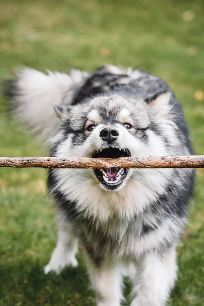 Portret Van Een Jonge Finse Lapphund Hond Die Met Een — Stockfoto