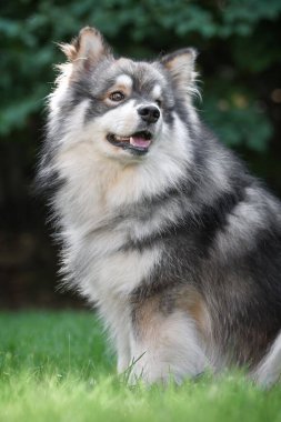 Doğada genç bir Fin Lapphund köpeğinin portresi.