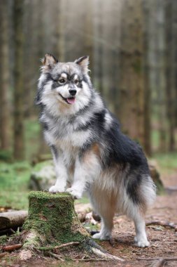 Doğada genç bir Fin Lapphund köpeğinin portresi.