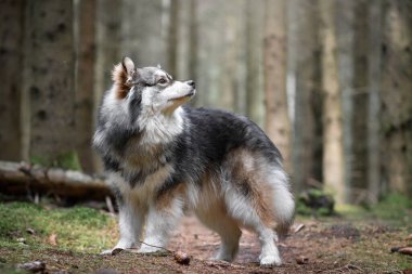 Doğada genç bir Fin Lapphund köpeğinin portresi.