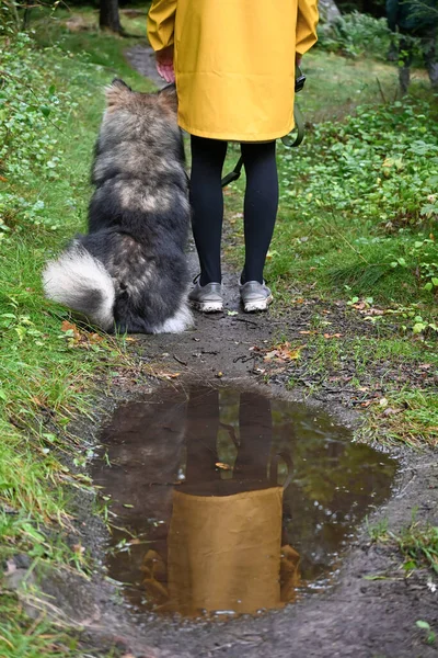 Eine Junge Frau Gelbem Regenmantel Spaziert Mit Einem Finnischen Lapphund — Stockfoto