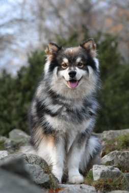 Finlandiya 'nın Lapphund köpeğinin bahar mevsiminde açık havada portresi