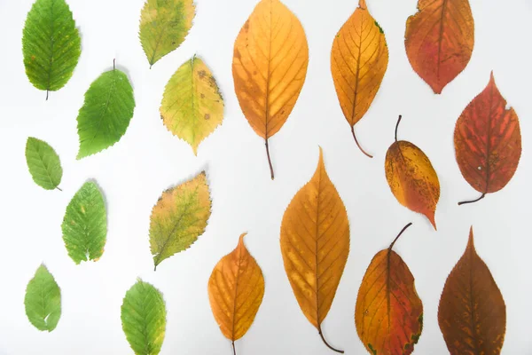 不同季节不同颜色叶子的顶盖 — 图库照片