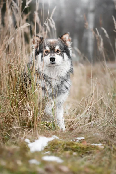 Portrait Finnish Lapphund Dog Outdoors Nature — Stock Photo, Image