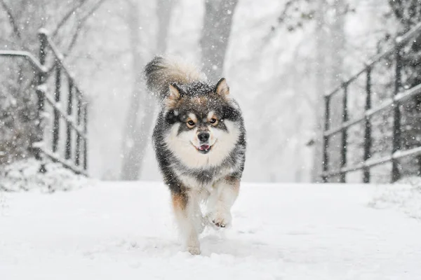 Retrato Perro Faldero Finlandés Aire Libre Naturaleza Durante Invierno — Foto de Stock