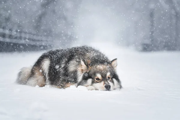 Retrato Perro Faldero Finlandés Aire Libre Naturaleza Durante Invierno — Foto de Stock