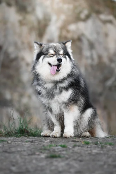 Portret Fińskiego Psa Lapphund Świeżym Powietrzu Naturze Sezonie Wiosennym — Zdjęcie stockowe