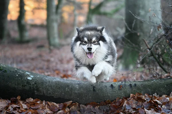 Retrato Perro Lapphund Finlandés Saltando Sobre Árbol Aire Libre Naturaleza — Foto de Stock