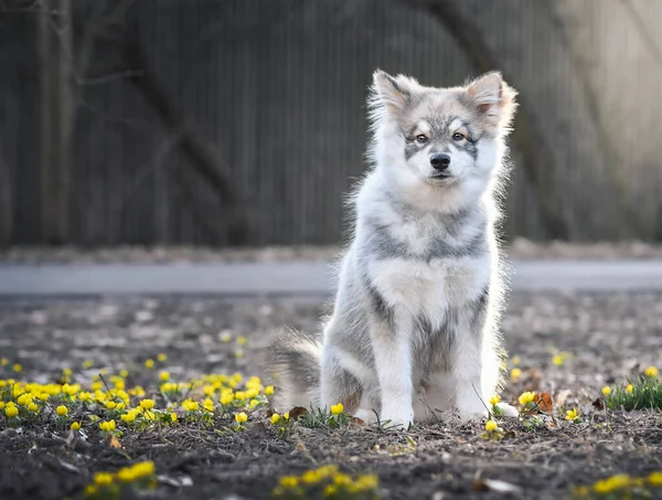 Portrait Puppy Finnish Lapphund Dog Outdoors Nature Spring Season — Stock Photo, Image