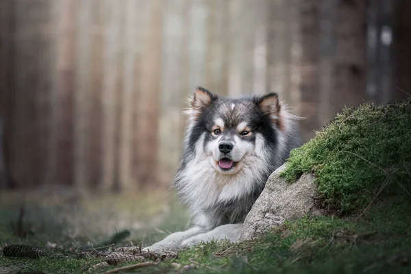 森や森の中で屋外フィンランドのラップランド犬の肖像画 — ストック写真