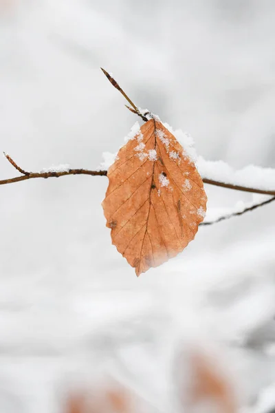 Zblízka Nebo Makro Listů Větví Pokryté Sněhem Během Zimního Období — Stock fotografie