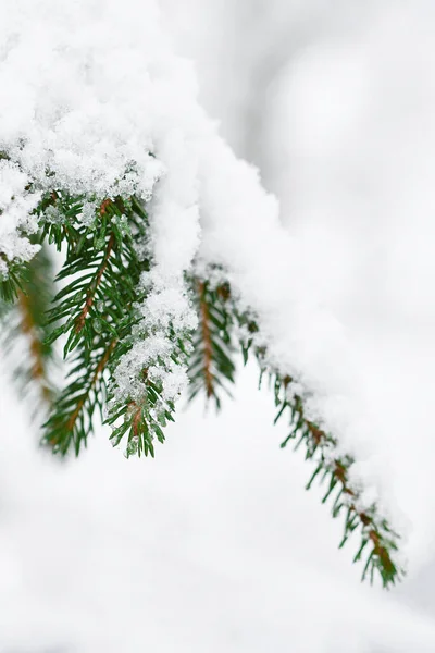 Крупним Планом Або Макро Зеленого Ялинового Дерева Покритого Снігом Зимовий — стокове фото