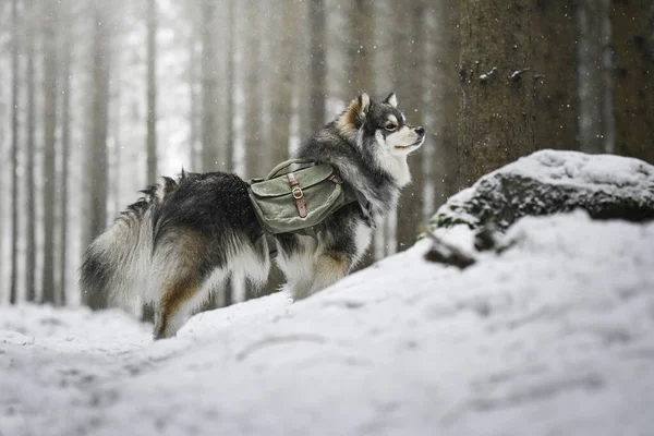 Retrato Cão Lapphund Finlandês Livre Usando Uma Mochila — Fotografia de Stock