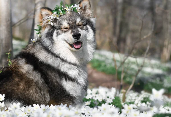 芬兰拉普隆德犬头戴花环在户外花朵中的肖像 — 图库照片