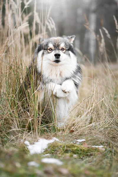 Portret Van Een Finse Lapphund Hond Natuur Tijdens Het Winterseizoen — Stockfoto