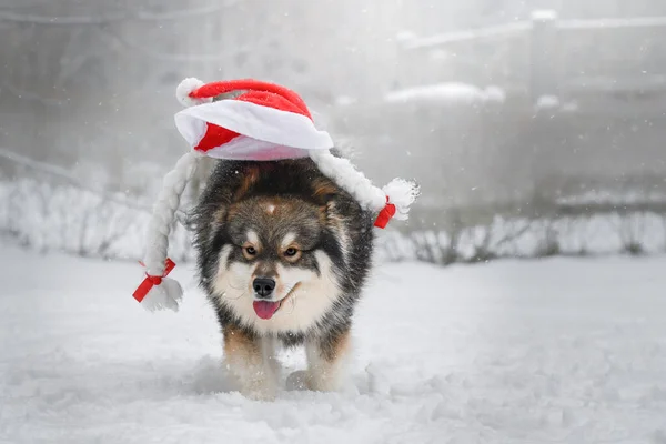冬にはサンタ帽子をかぶったフィンランドのラップランド犬の屋外の肖像画 — ストック写真