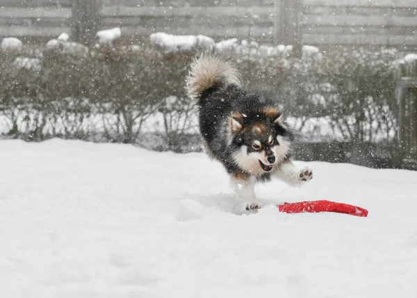 Finlandiya 'da kış mevsiminde açık havada Noel Baba şapkasıyla oynayan bir köpeğin portresi.