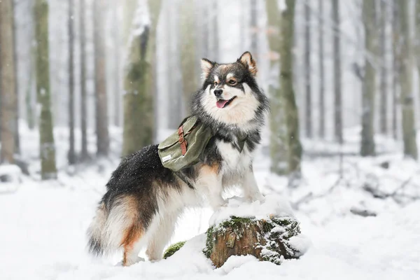 Porträtt Finsk Lapphund Utomhus Naturen Vintersäsongen — Stockfoto