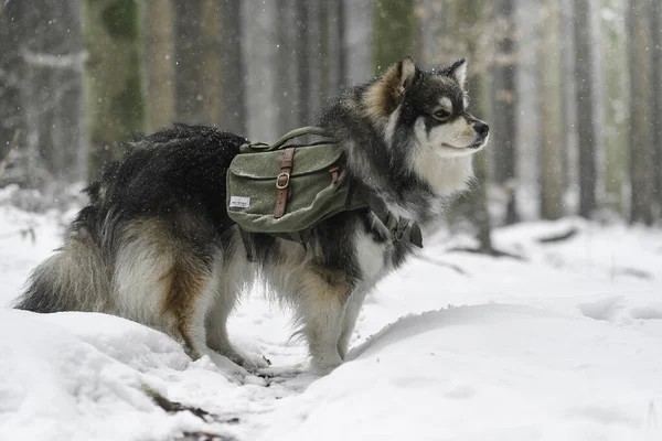 Retrato Perro Lapphund Finlandés Con Mochila Aire Libre Temporada Invierno — Foto de Stock