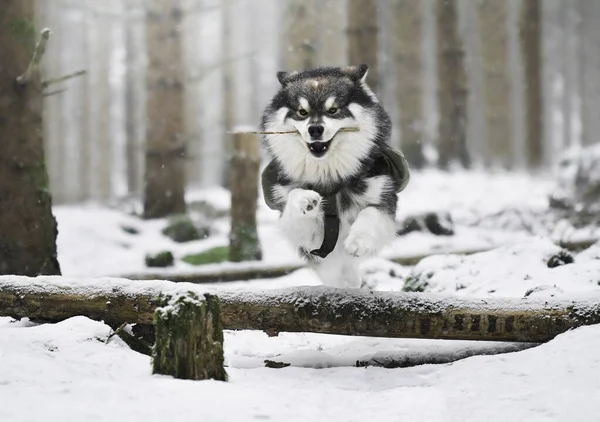 Retrato Perro Lapphund Finlandés Saltando Aire Libre Temporada Invierno — Foto de Stock