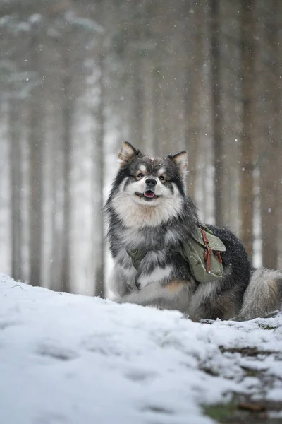 Retrato Perro Lapphund Finlandés Con Mochila Aire Libre Temporada Invierno —  Fotos de Stock