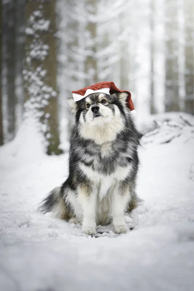冬にはサンタ帽子をかぶったフィンランドのラップランド犬の屋外の肖像画 — ストック写真