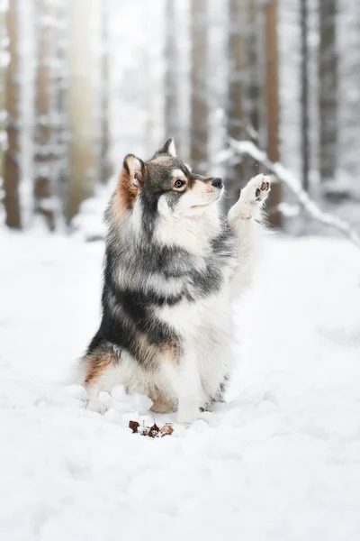 冬に波の足のトリックを行う森や森の中で屋外フィンランドのラップランド犬の肖像画 — ストック写真