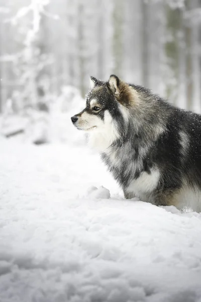 Finlandiya Nın Lapphund Köpeğinin Portresi Kışın Ormanda Ormanda — Stok fotoğraf