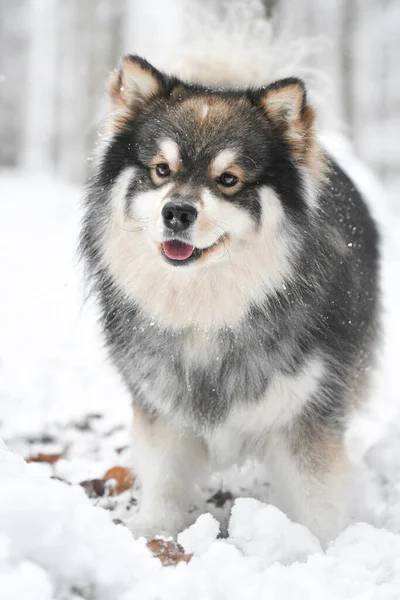 Portrét Finského Psa Lapphund Venku Přírodě Během Zimní Sezóny — Stock fotografie