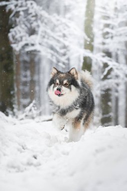 Fin Lapphund köpeğinin portresi. Ormanda ya da ormanda kış mevsiminde ağzını yalıyor.