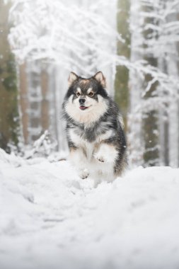 Finlandiya 'nın Lapphund köpeğinin portresi. Kışın ormanda ya da ormanda.
