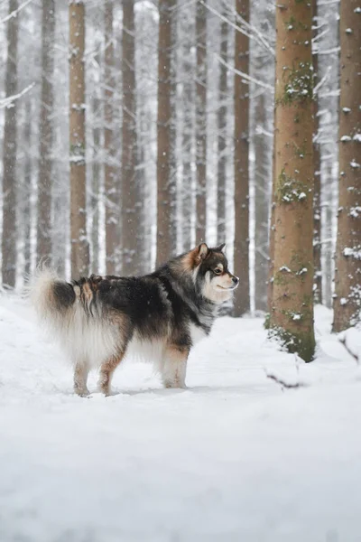 Retrato Cão Lapphund Finlandês Livre Floresta Bosques Temporada Inverno — Fotografia de Stock