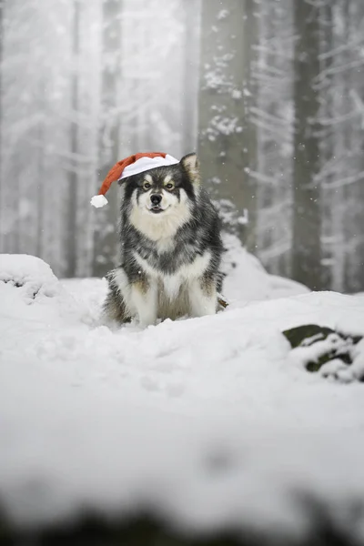 Finlandiya Kış Mevsiminde Açık Havada Noel Baba Şapkalı Bir Köpeğin — Stok fotoğraf