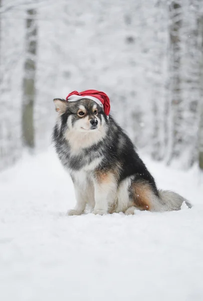 Portrait Finnish Lapphund Dog Outdoors Santa Hat Winter Season — Stock Photo, Image